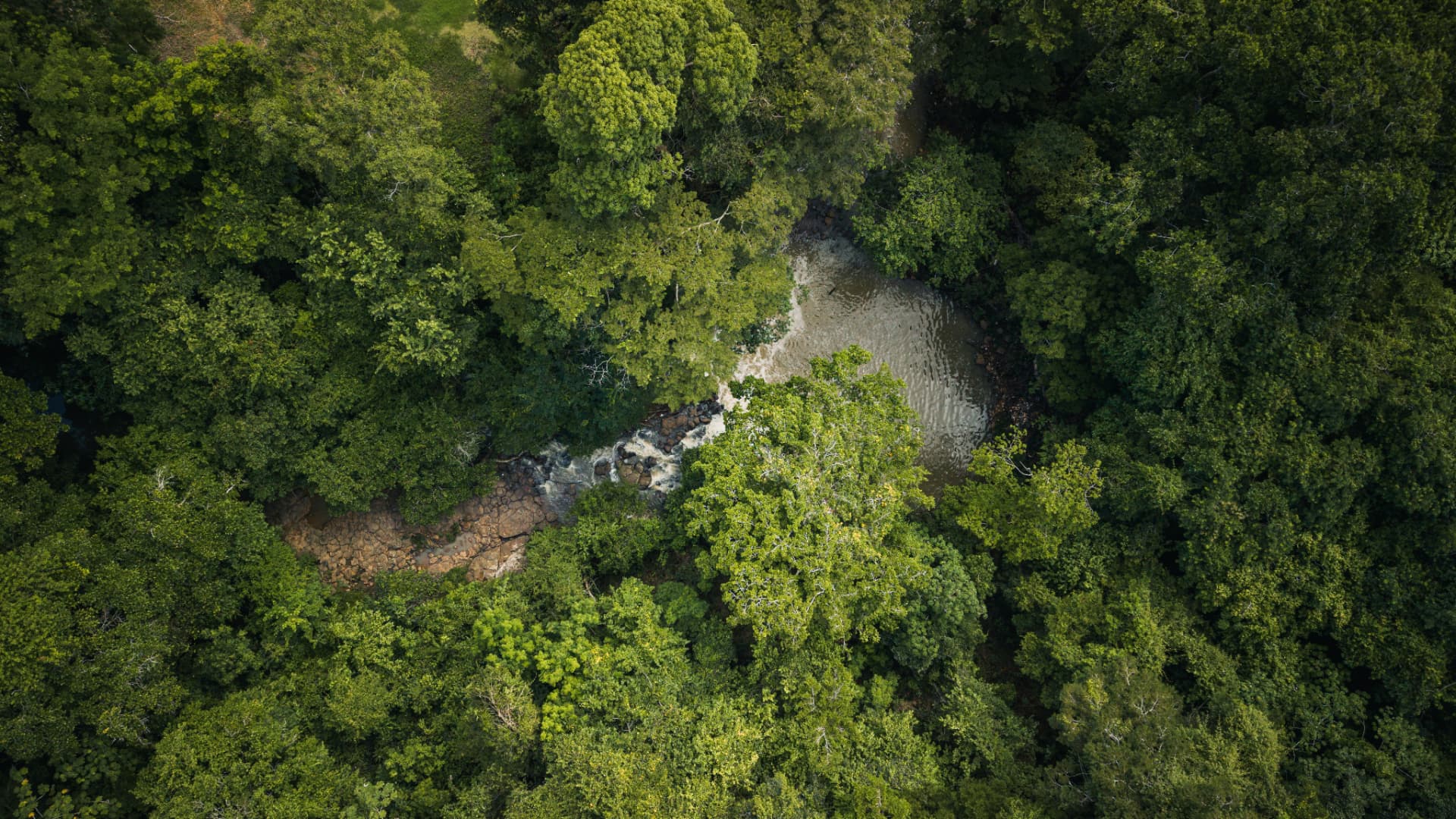 Vista aérea del bosque tropical de Arcadia con un arroyo natural entre la vegetación